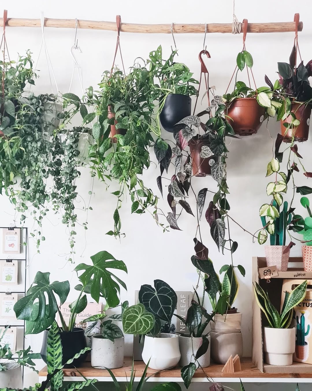 Indoor Plants